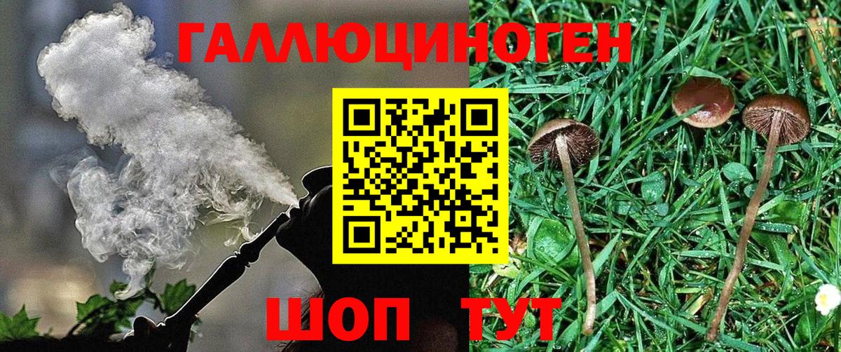 Галлюциногенные грибы Psilocybe Вышний Волочёк